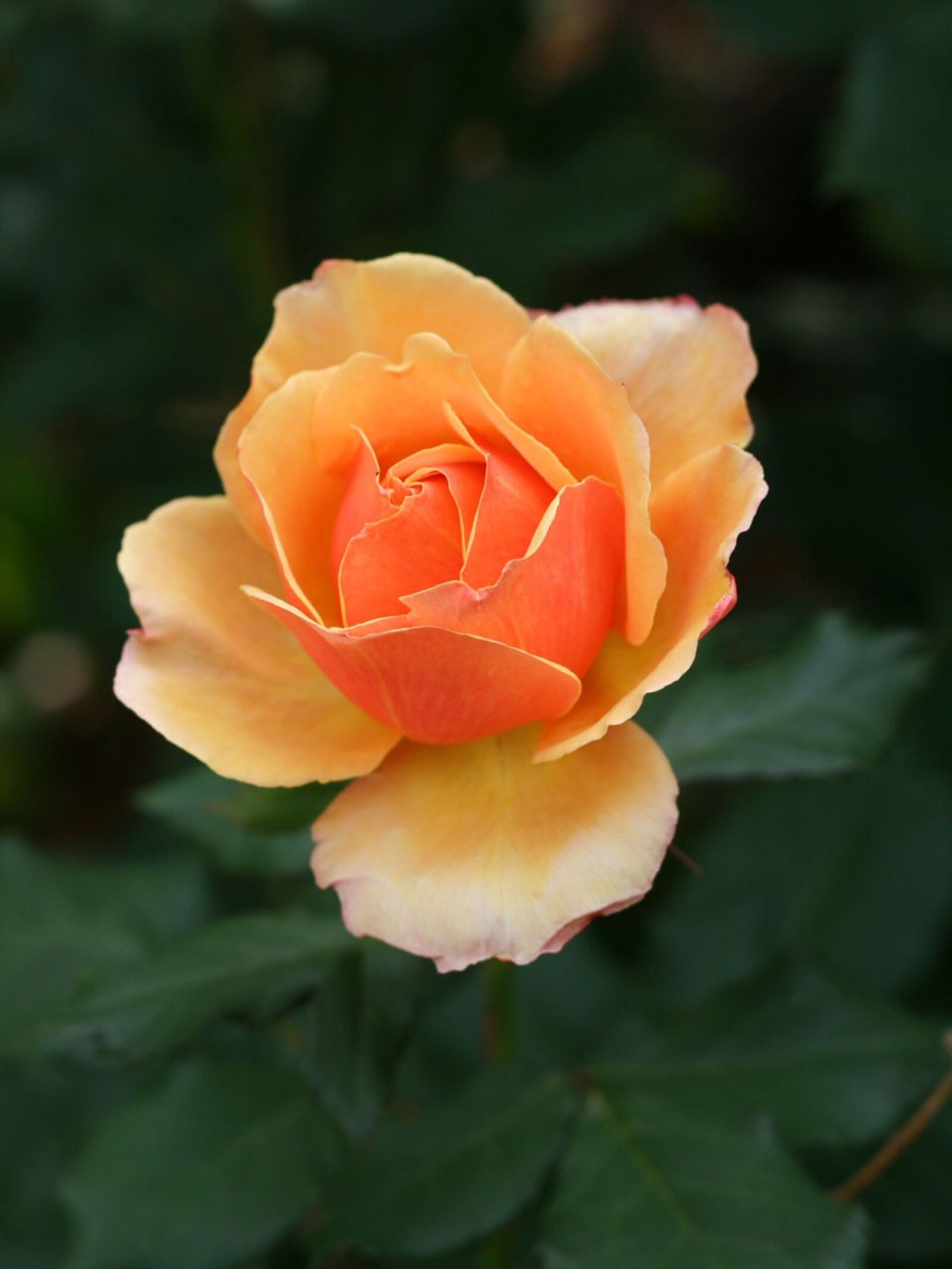 Canon EOS 400D (EOS Digital Rebel XTi / EOS Kiss Digital X) sample photo. Roses, flower, yellow photography