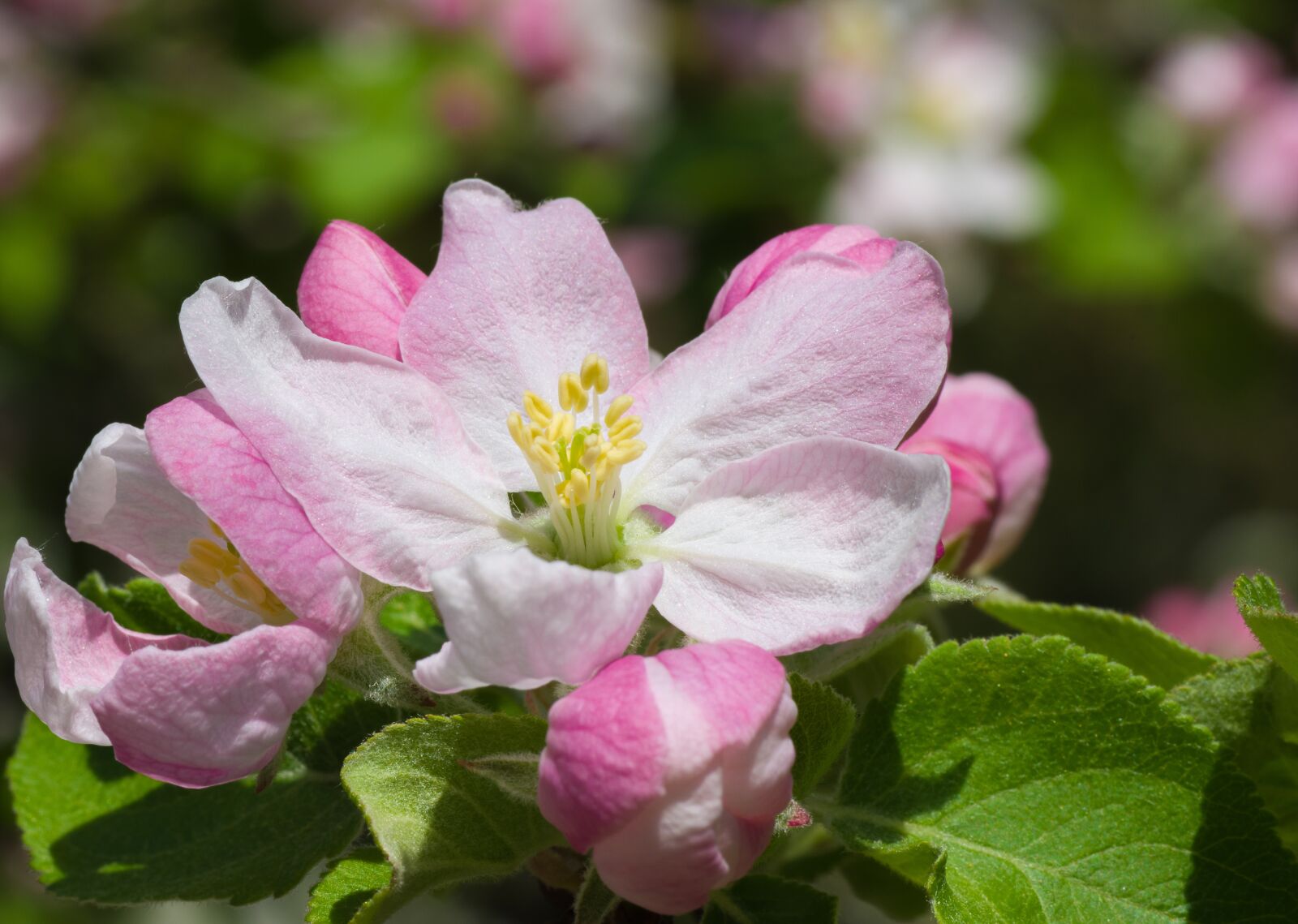 Pentax K-70 + Tamron SP AF 90mm F2.8 Di Macro sample photo. Flower, nature, plant photography