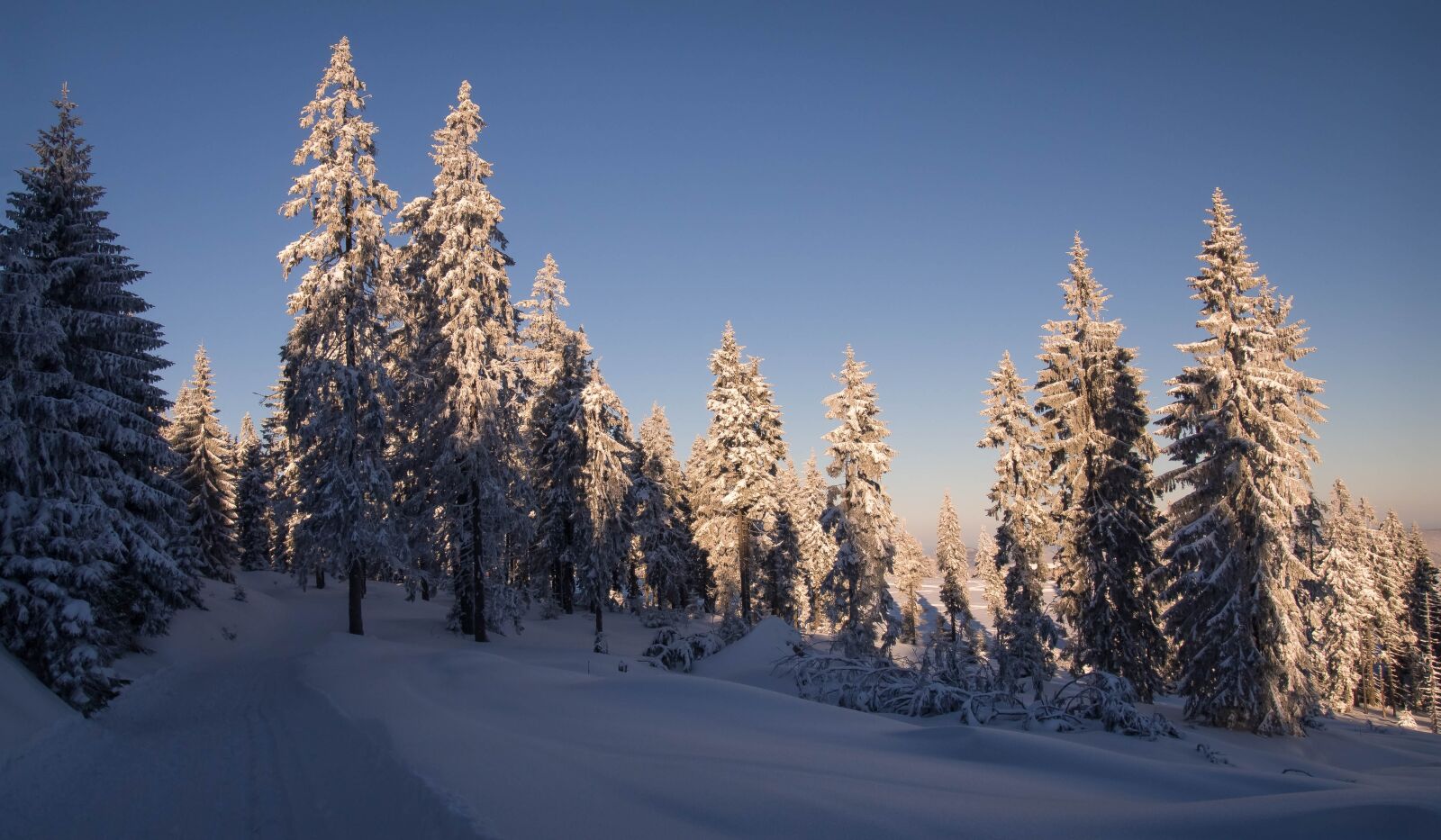 Olympus PEN E-PL6 sample photo. Snow, winter, forest photography