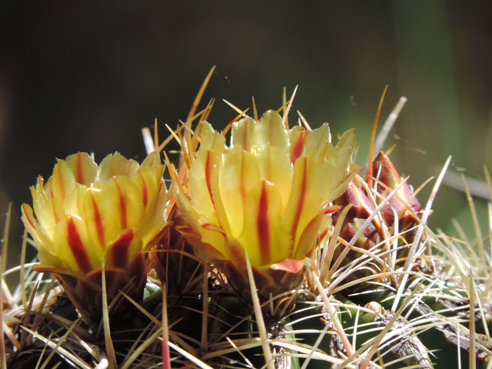 Nikon Coolpix P520 sample photo. Barrel cactus, gold, color photography