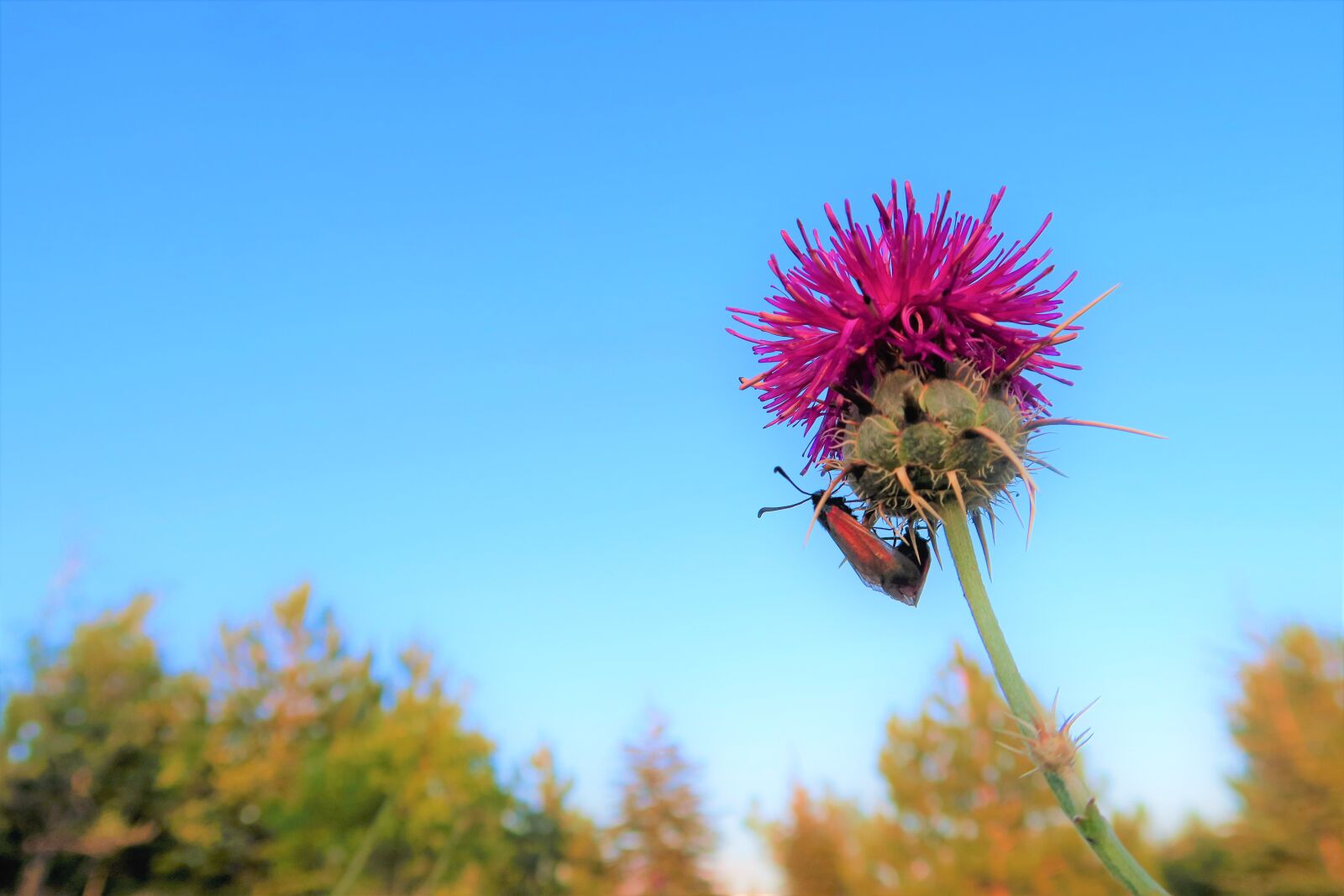 Canon PowerShot G7 X sample photo. Dea, flower, insect photography