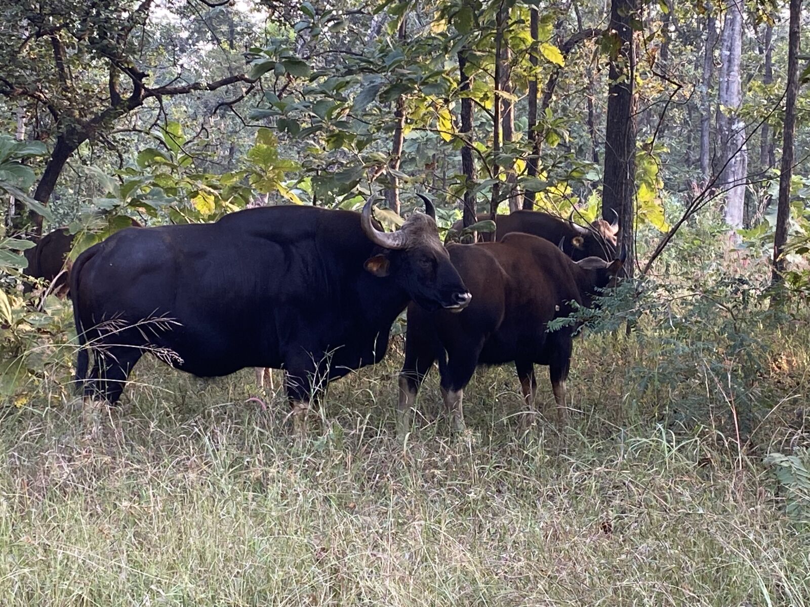 Apple iPhone 11 + iPhone 11 back dual wide camera 4.25mm f/1.8 sample photo. Male bison in pench photography