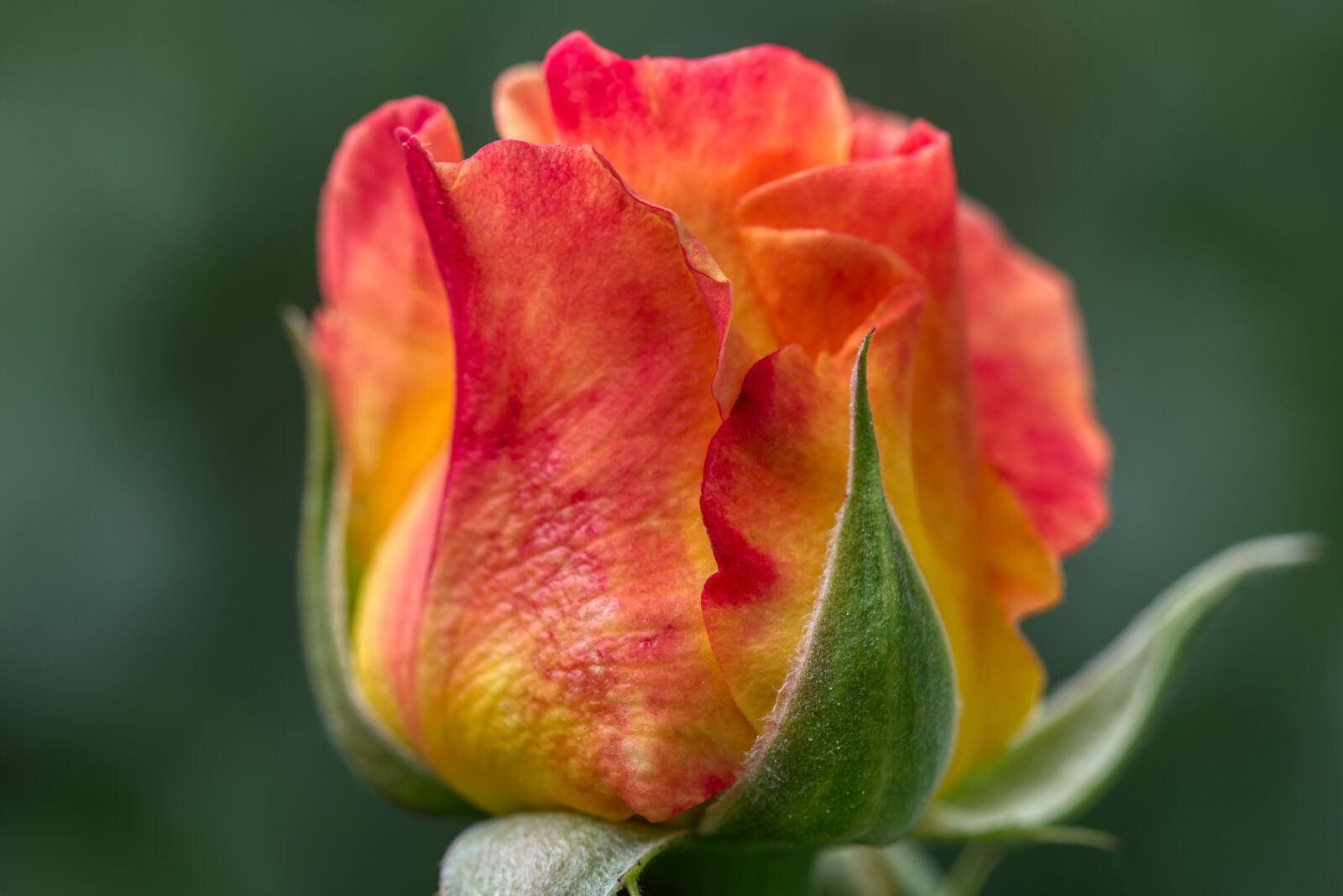 Nikon D750 sample photo. Rose, blossom, bloom photography