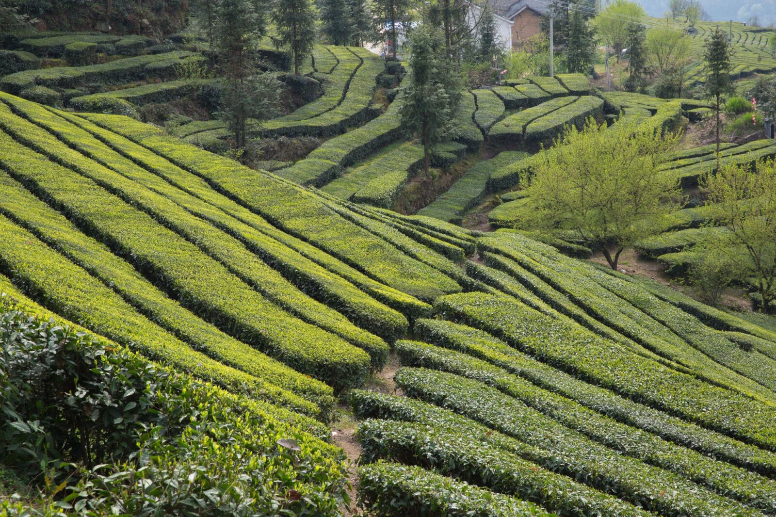Canon EF 24-70mm F2.8L II USM sample photo. Tea garden, wufeng, green photography
