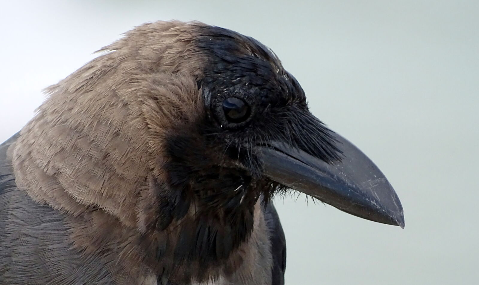 Sony Cyber-shot DSC-HX400V sample photo. Beak, black, blurred, crow photography