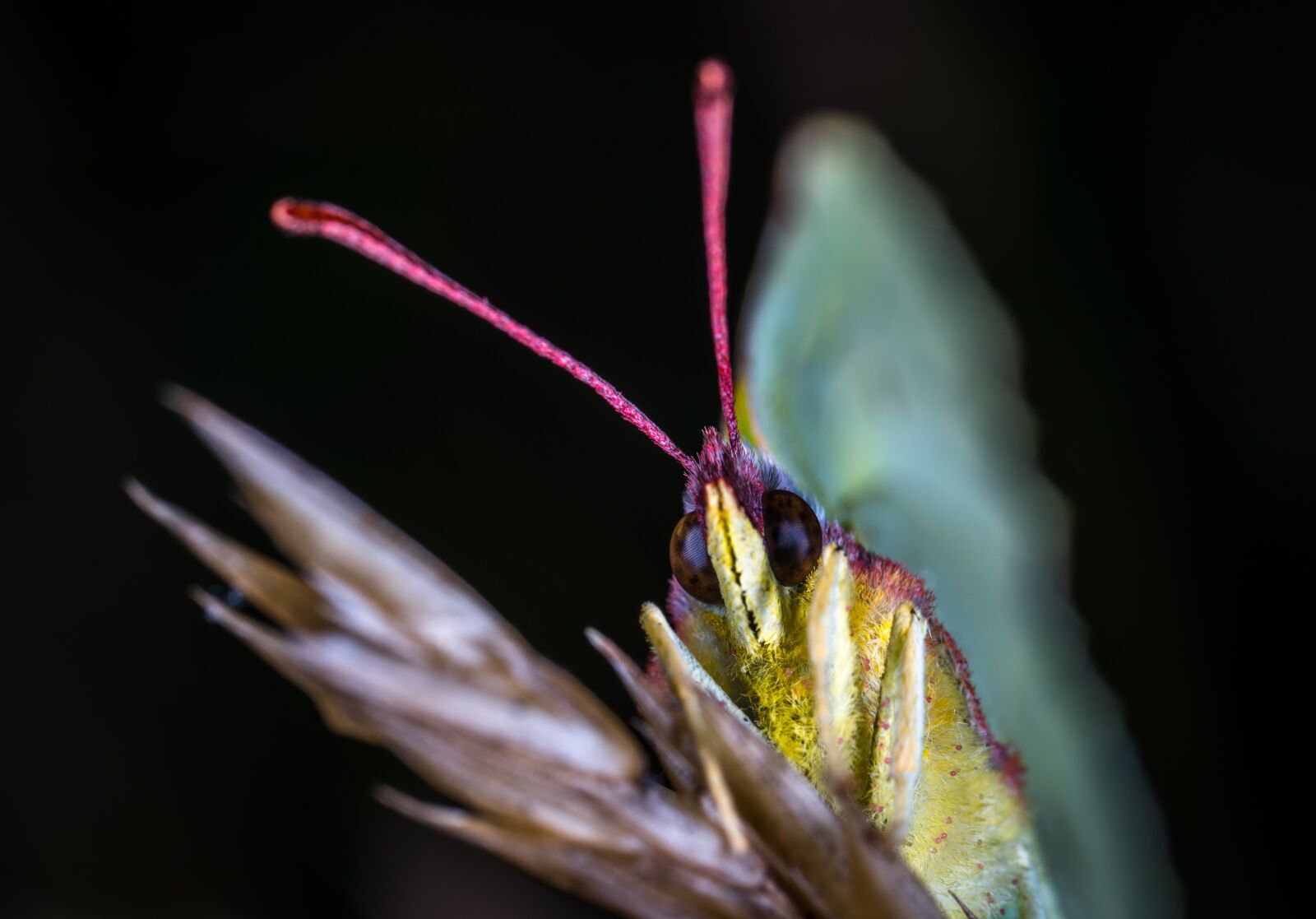 #124 65/2.8 sample photo. Nature, no one, insect photography