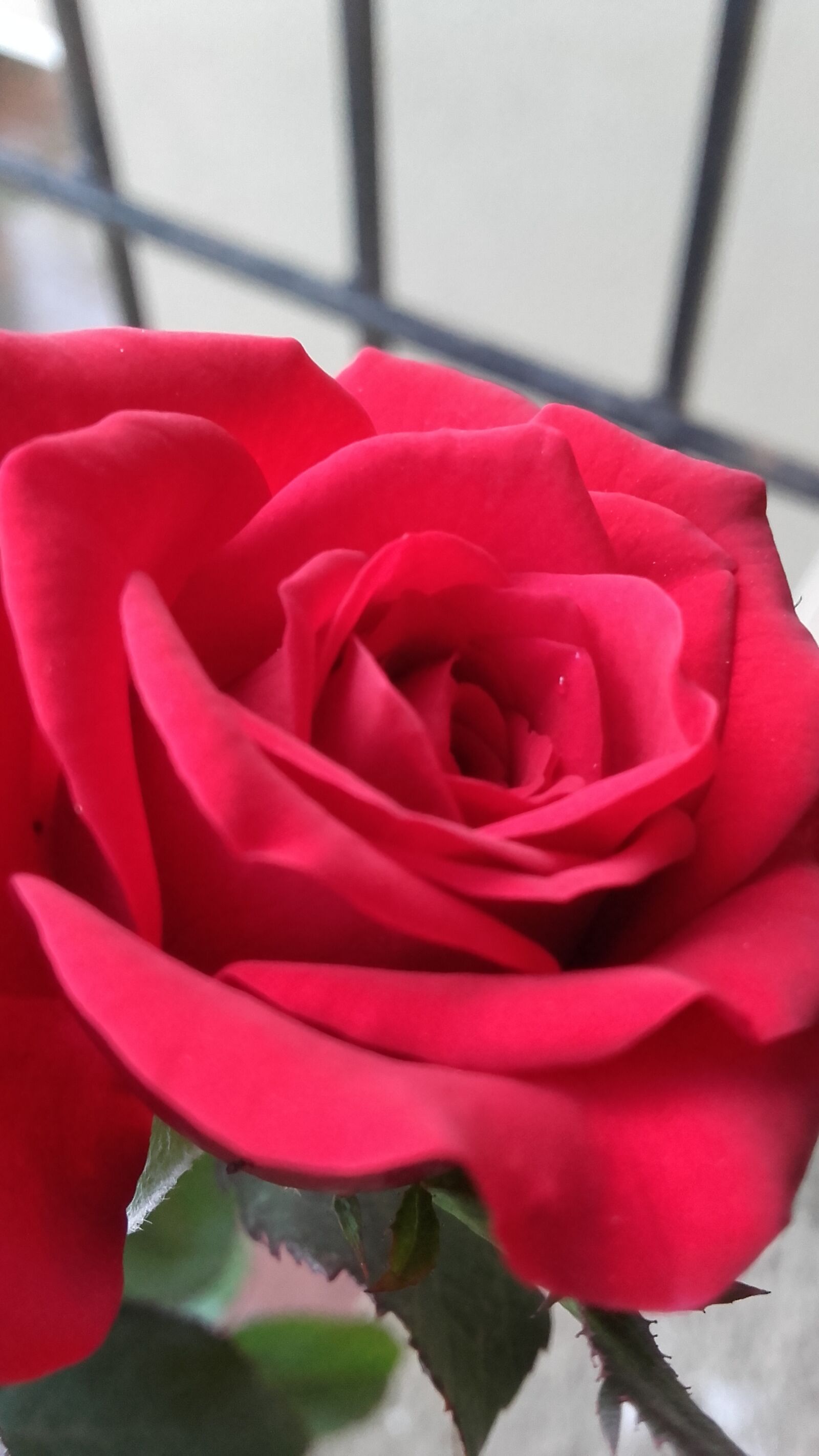Samsung Galaxy Grand Prime sample photo. Red, rose photography