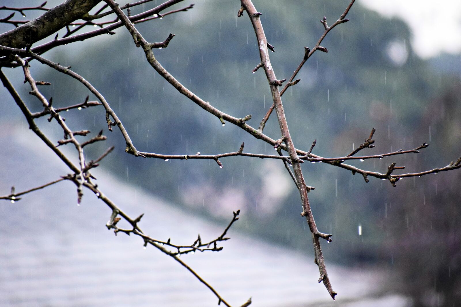 Nikon D3300 sample photo. Raining, tree, branches photography
