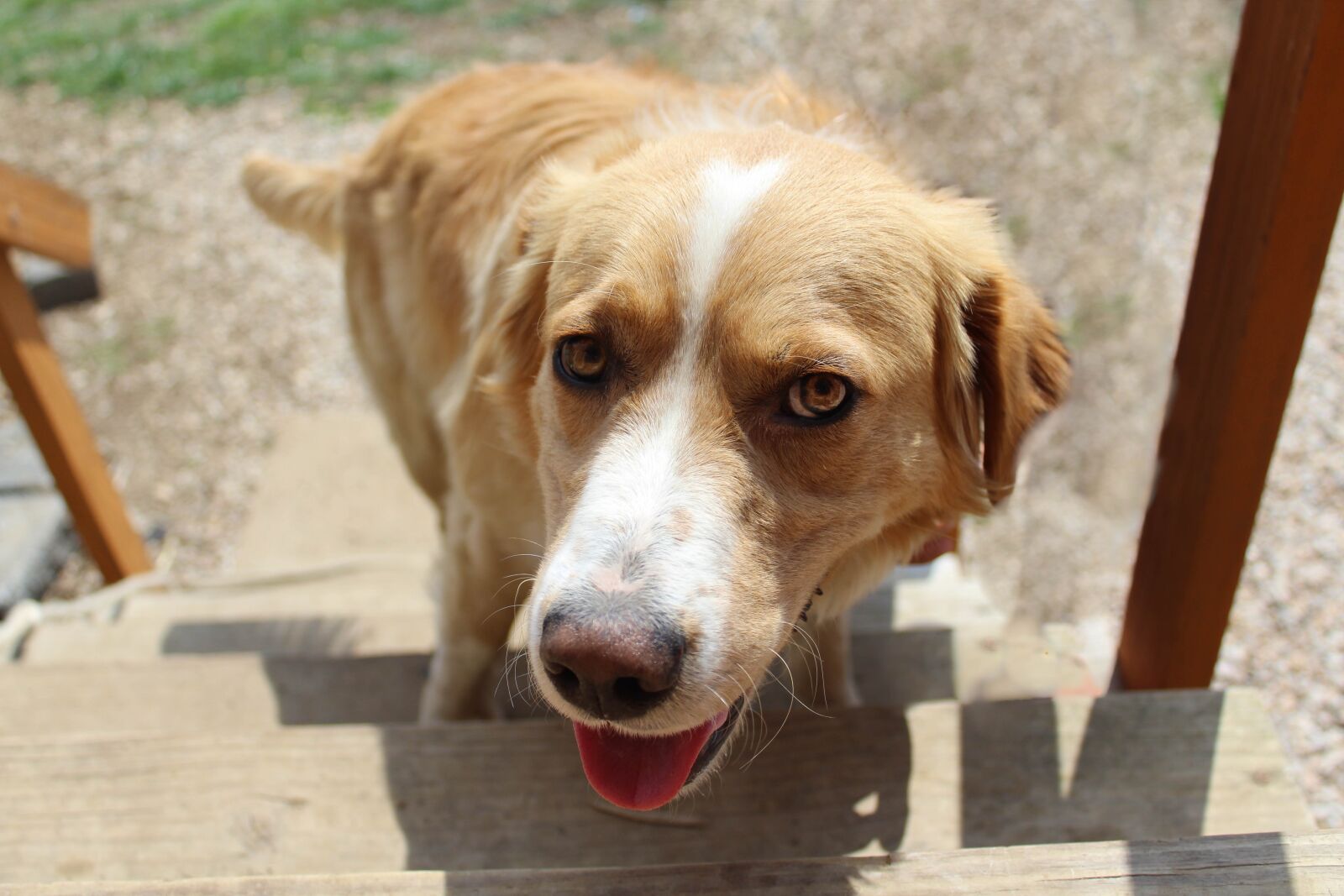 Canon EOS 1300D (EOS Rebel T6 / EOS Kiss X80) sample photo. Dog, animal, pet photography