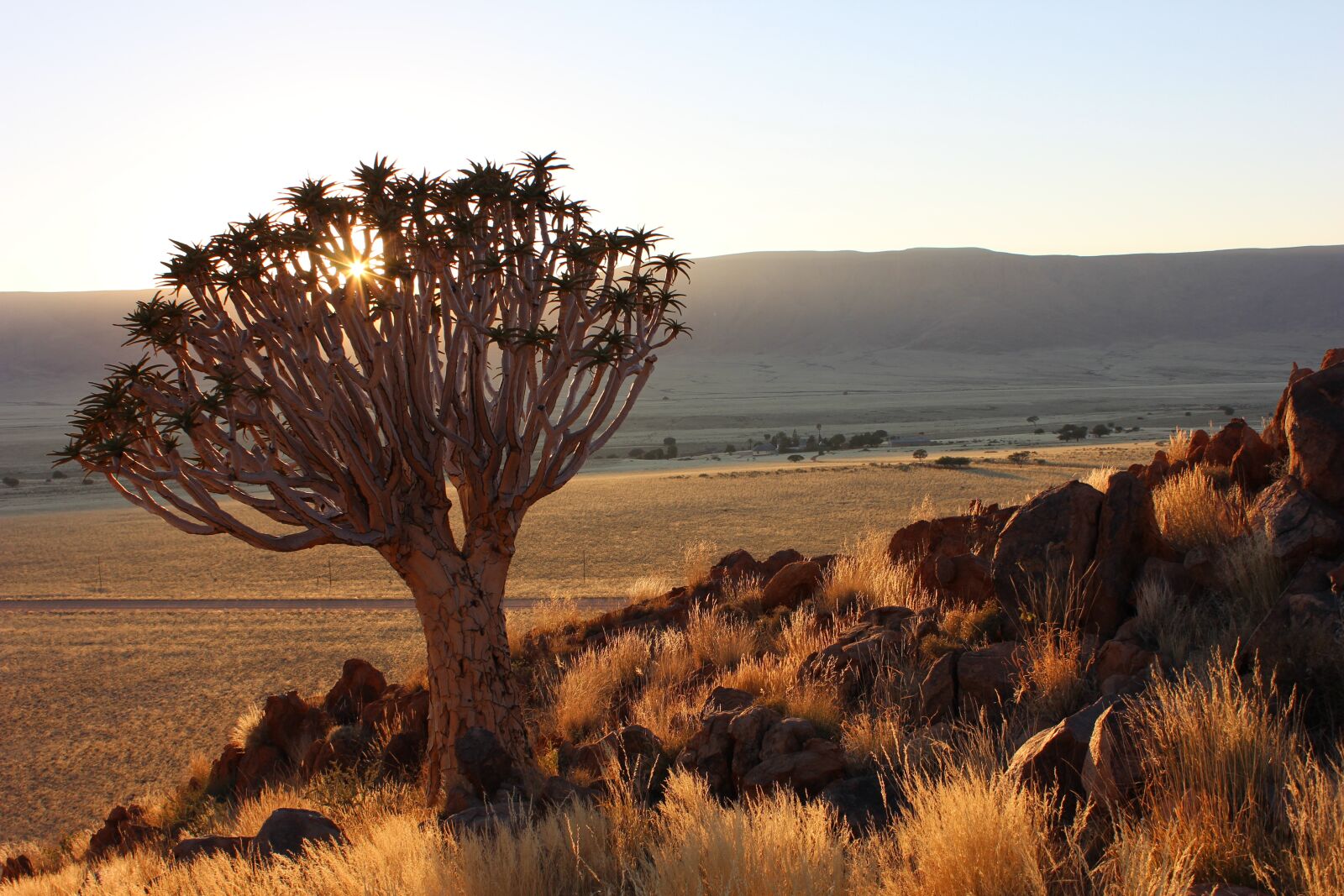 Canon EOS 600D (Rebel EOS T3i / EOS Kiss X5) sample photo. Quiver tree, namibia, sunset photography