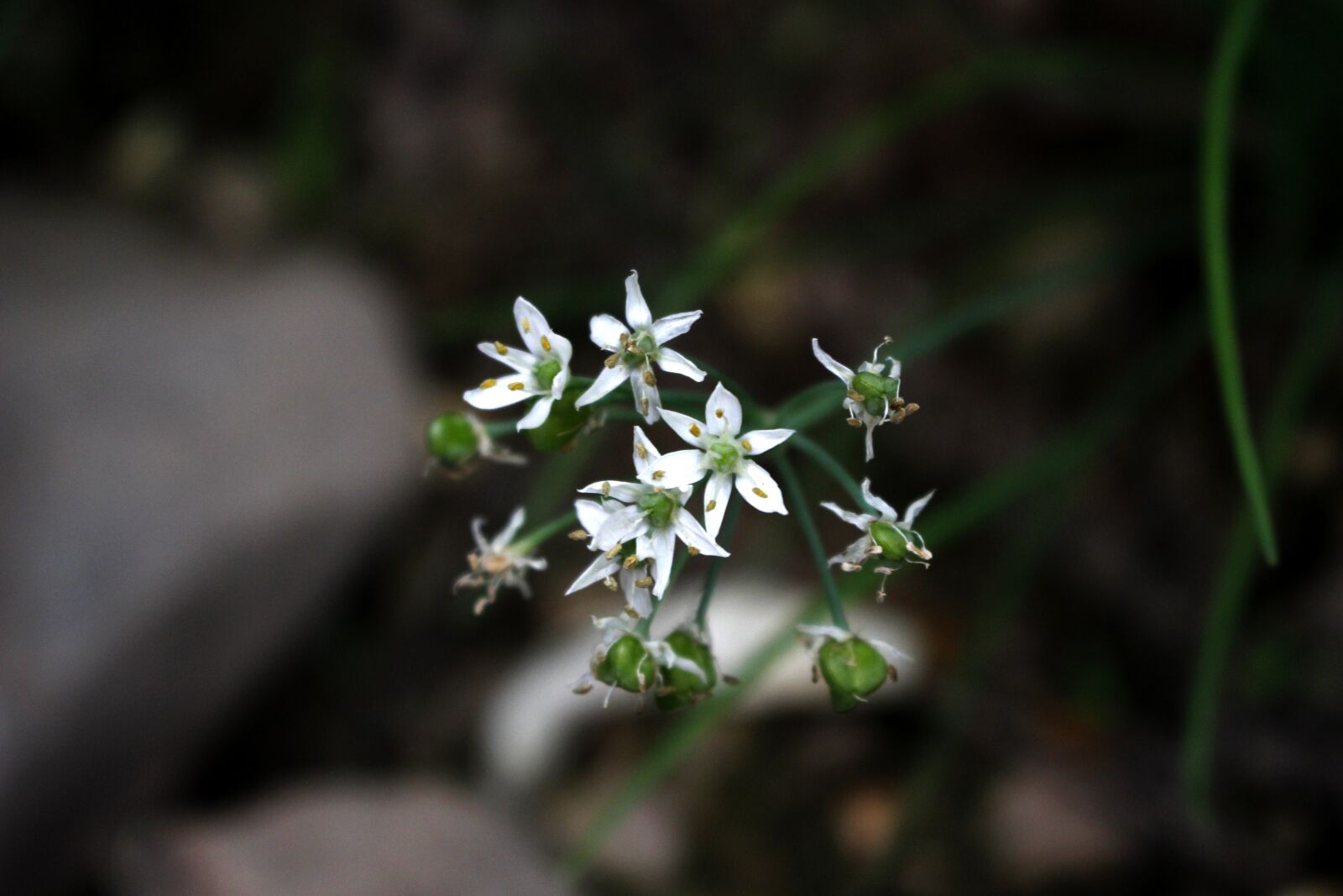 Canon EOS 100D (EOS Rebel SL1 / EOS Kiss X7) sample photo. Leek flower, infinite sadness photography