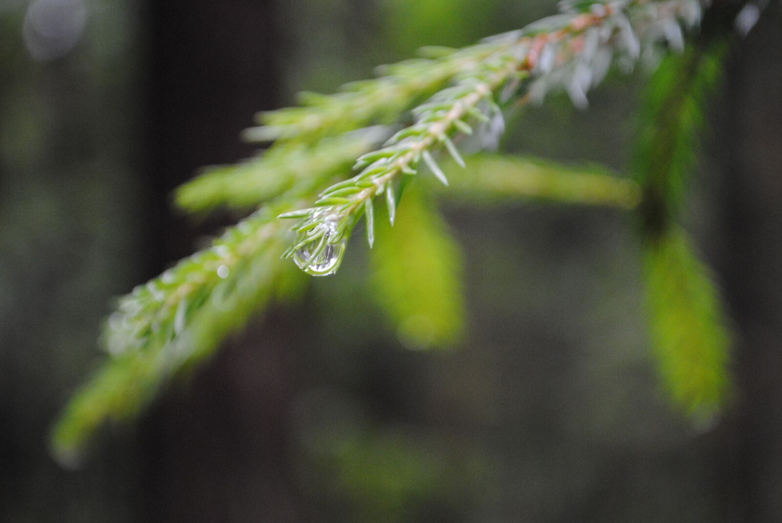 Nikon D3000 sample photo. Foliage, forest, forests photography
