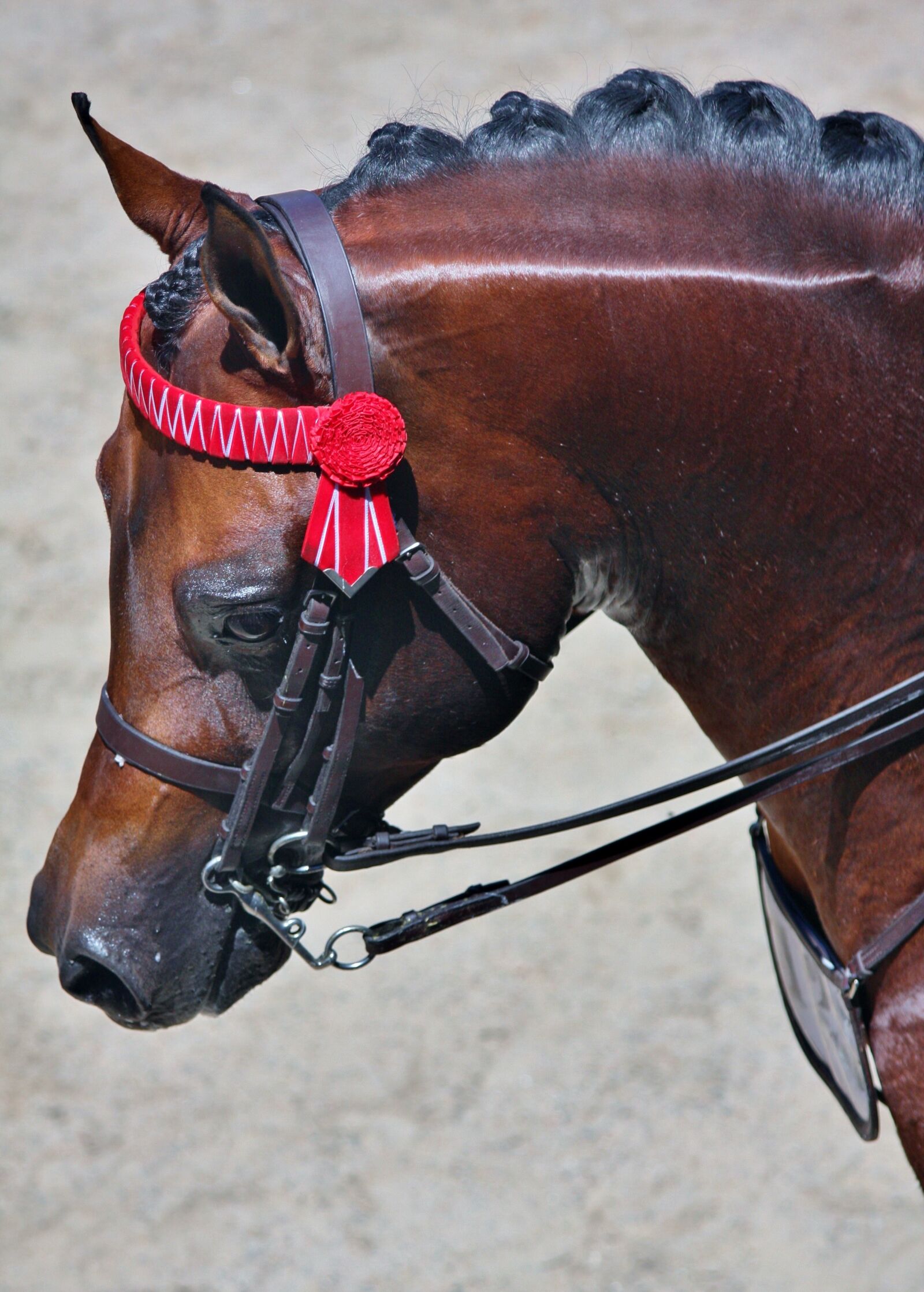 Canon EOS 40D sample photo. Arabian, bay, bridle photography