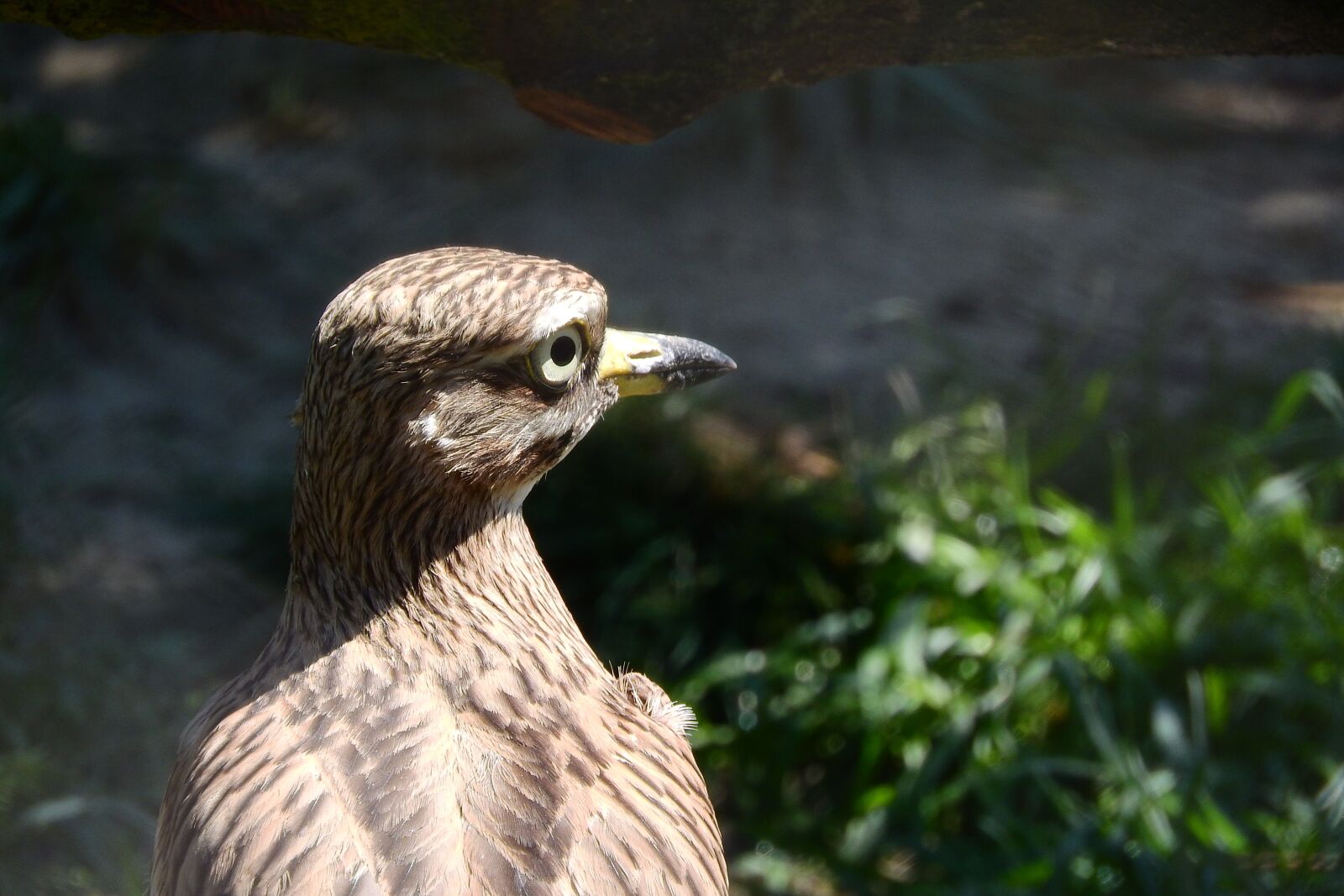 Nikon Coolpix P610 sample photo. Double horn , burhinus photography
