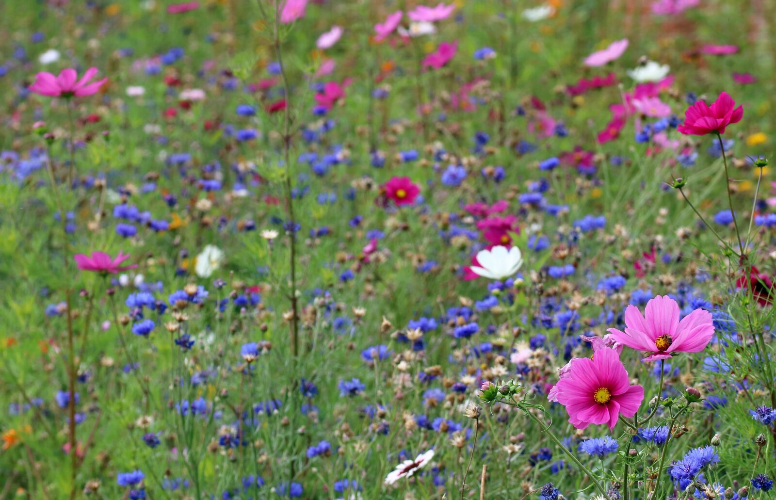 Canon EOS 80D sample photo. Wildflower meadow, flowers, england photography