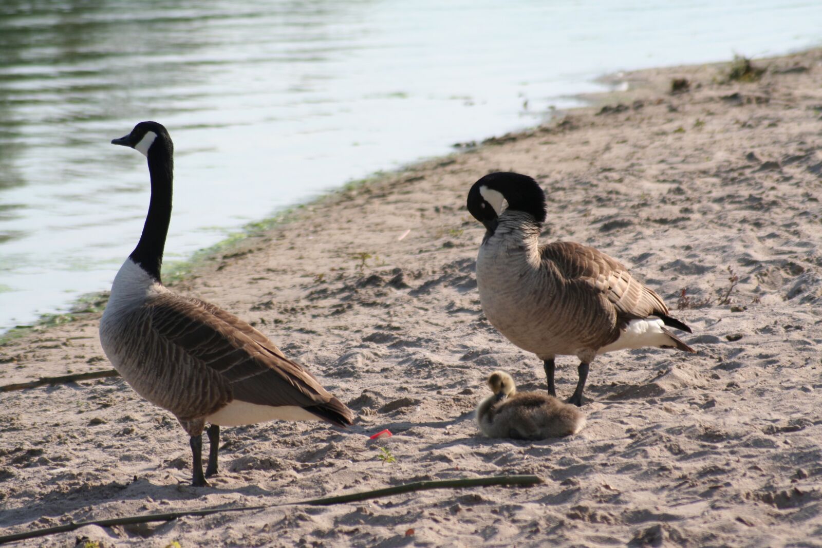 Canon EOS 350D (EOS Digital Rebel XT / EOS Kiss Digital N) sample photo. Ducks, lake, bank photography