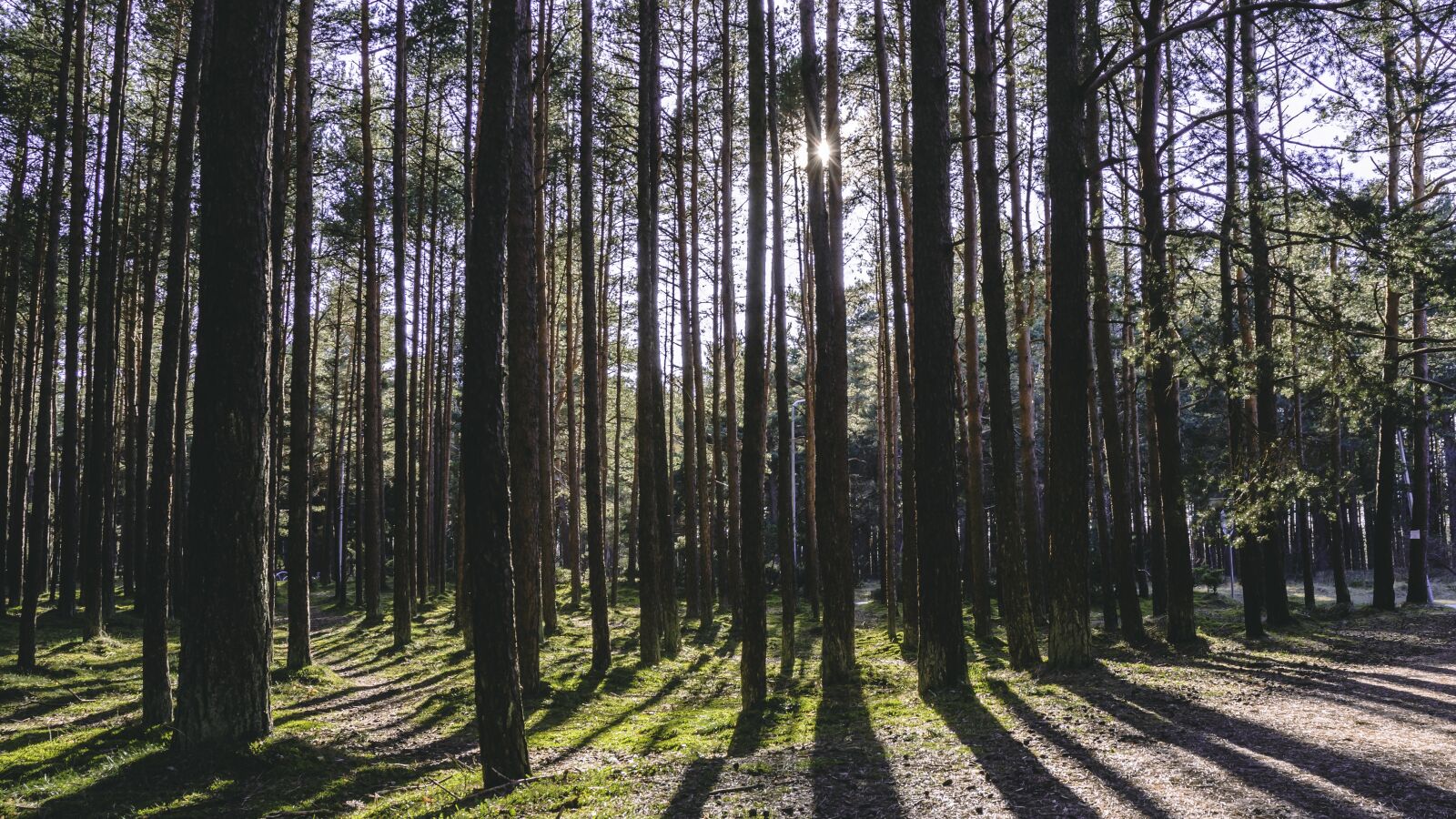 Nikon D7200 sample photo. Forest, sun, daylight photography