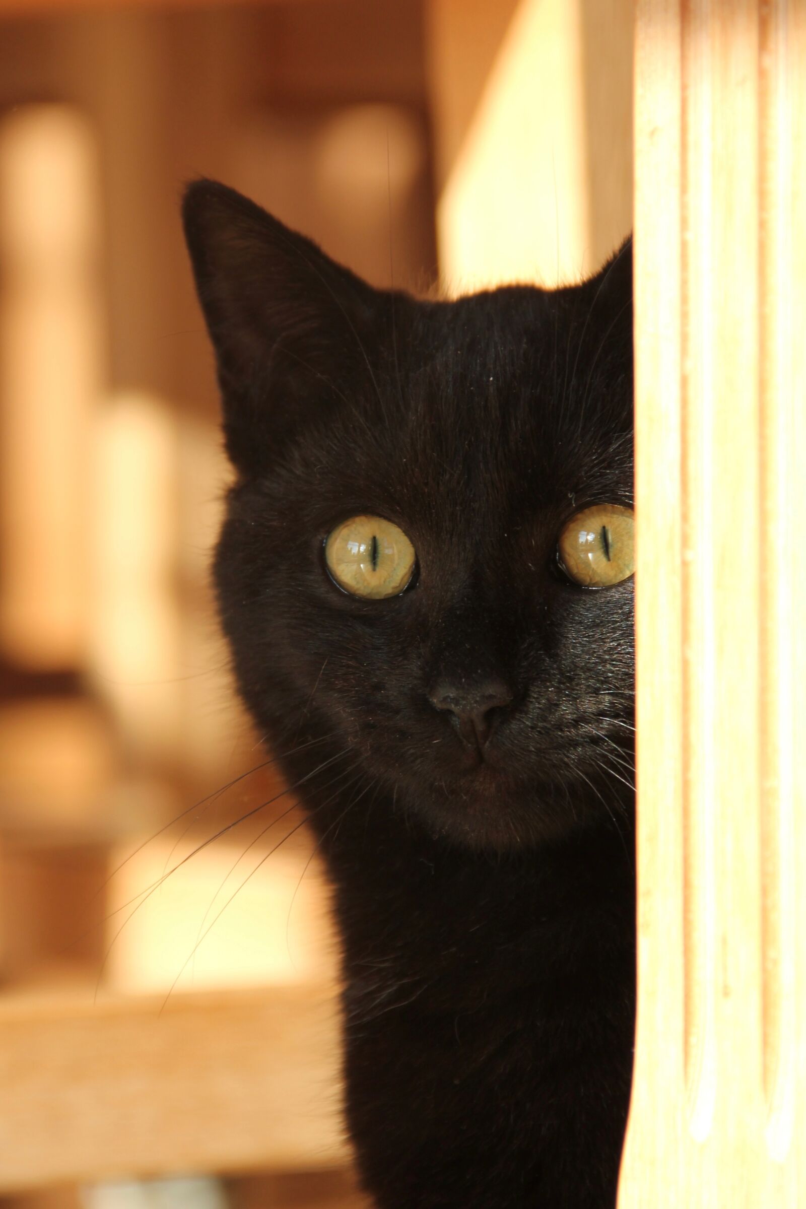 Canon EOS 550D (EOS Rebel T2i / EOS Kiss X4) sample photo. Black cat, amber eyes photography