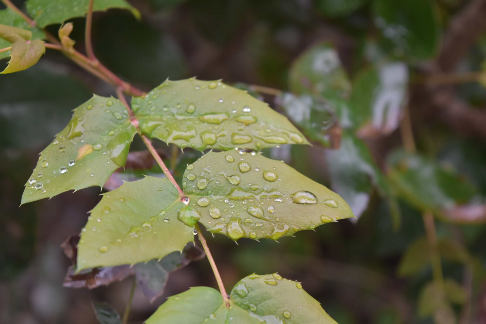 Nikon D5500 sample photo. Moisture, flora, nature, leaf photography