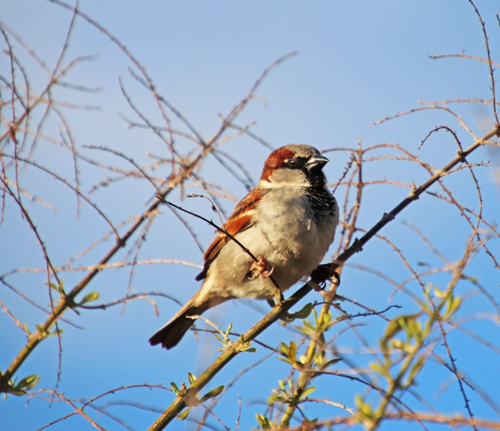 Canon EOS 800D (EOS Rebel T7i / EOS Kiss X9i) sample photo. Bird, sparrow, perched photography