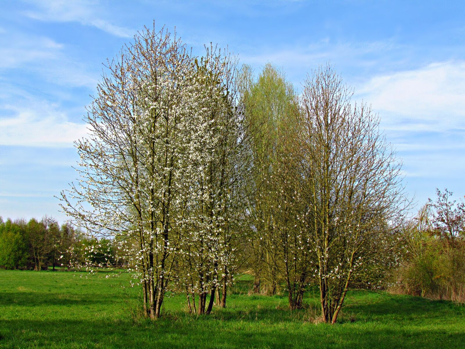 Canon PowerShot SX30 IS sample photo. Tree, field, landscape photography