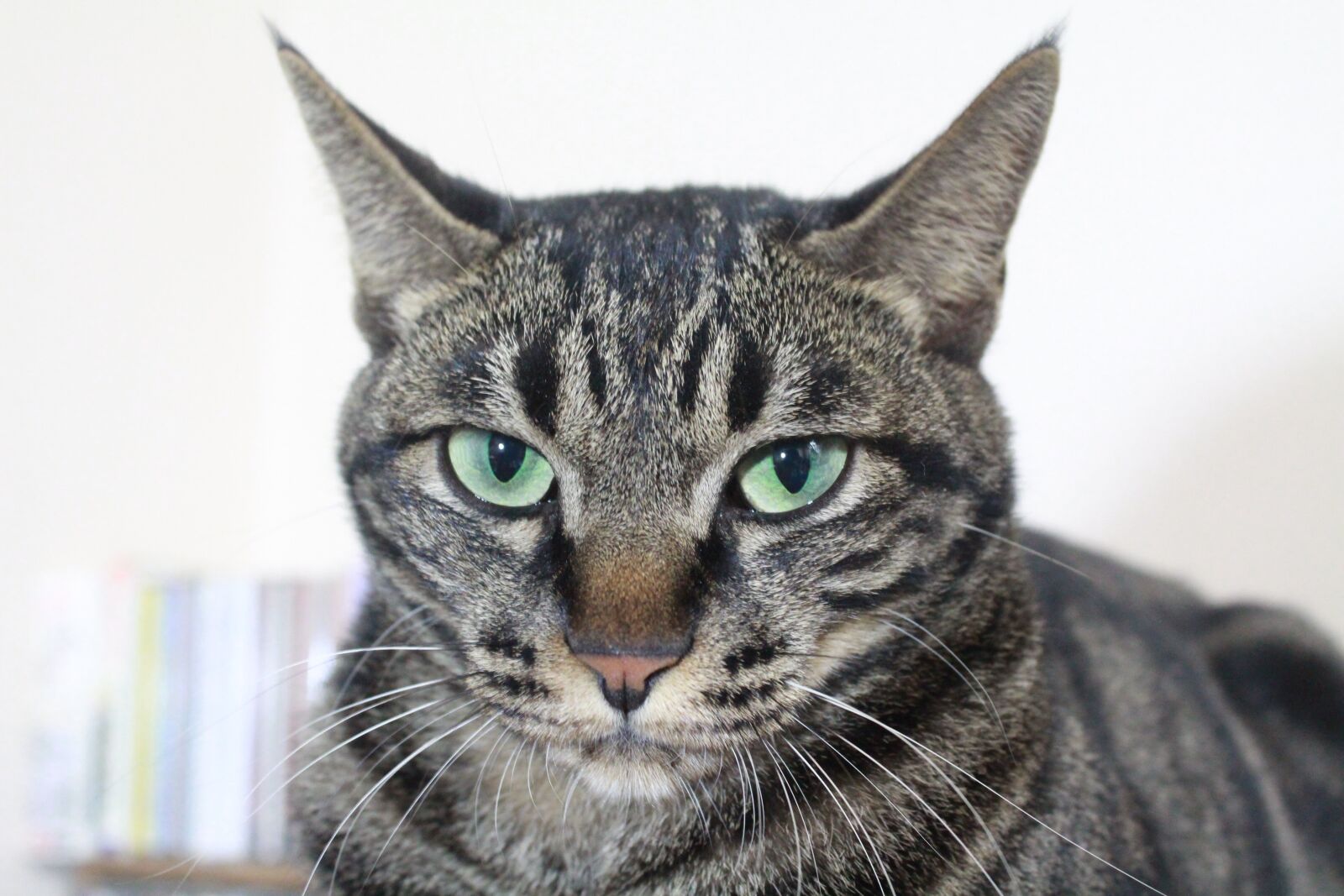 Canon EOS 650D (EOS Rebel T4i / EOS Kiss X6i) sample photo. Meow meow meow meow photography