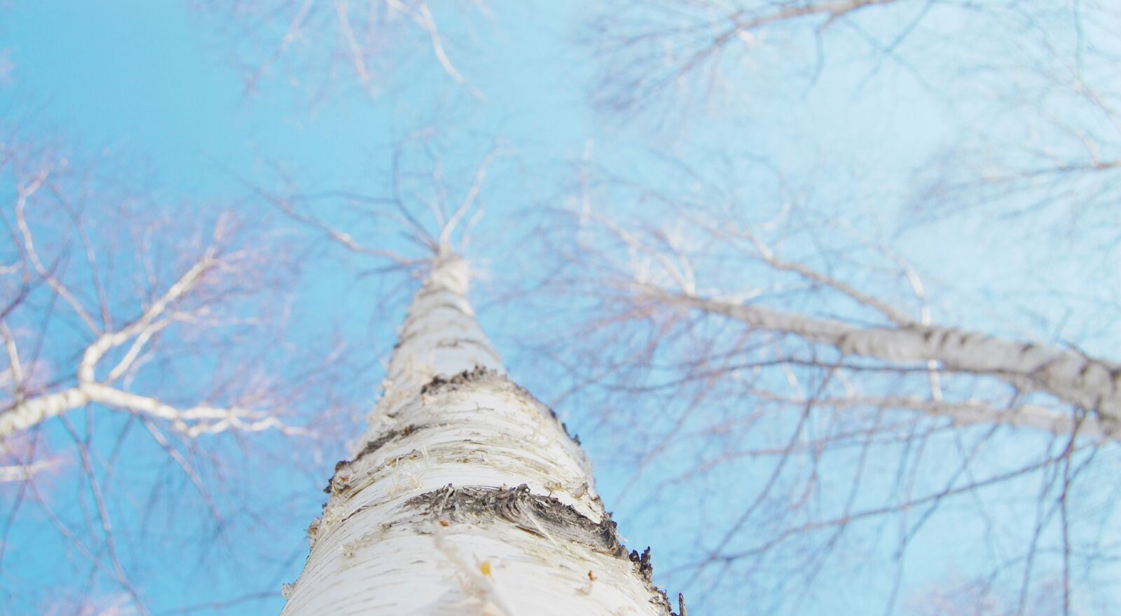 Nikon D40 sample photo. Birch, winter, white photography