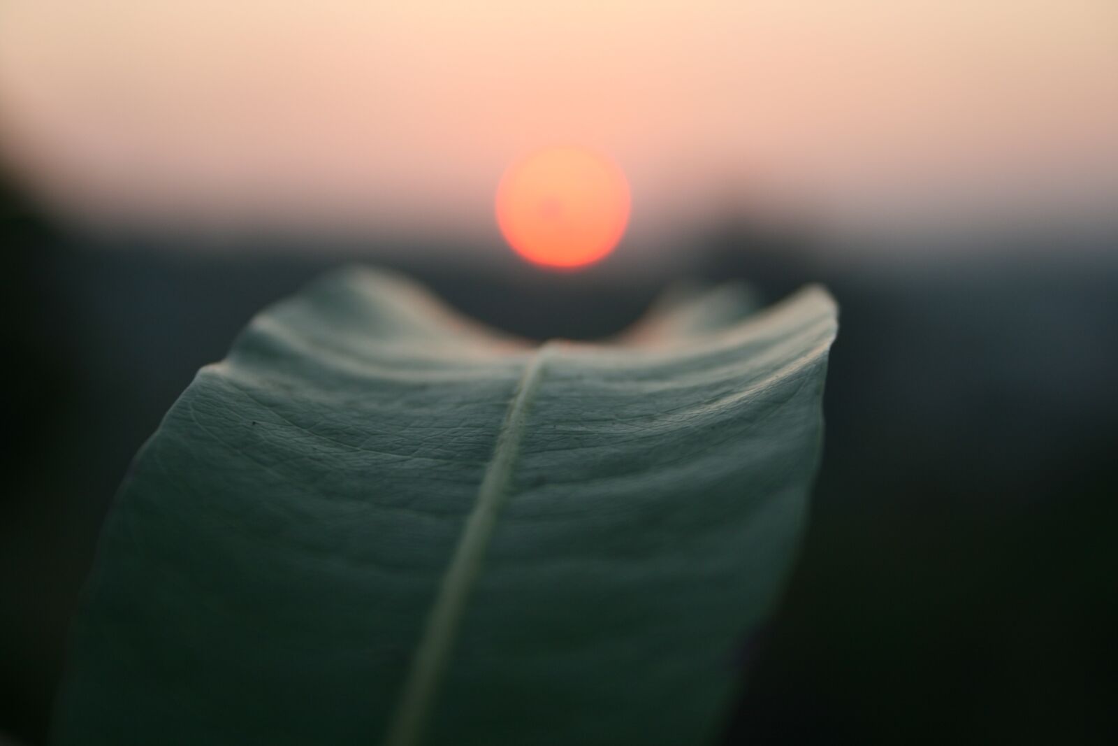 Canon EOS 400D (EOS Digital Rebel XTi / EOS Kiss Digital X) sample photo. Leaf, sun, golden hour photography