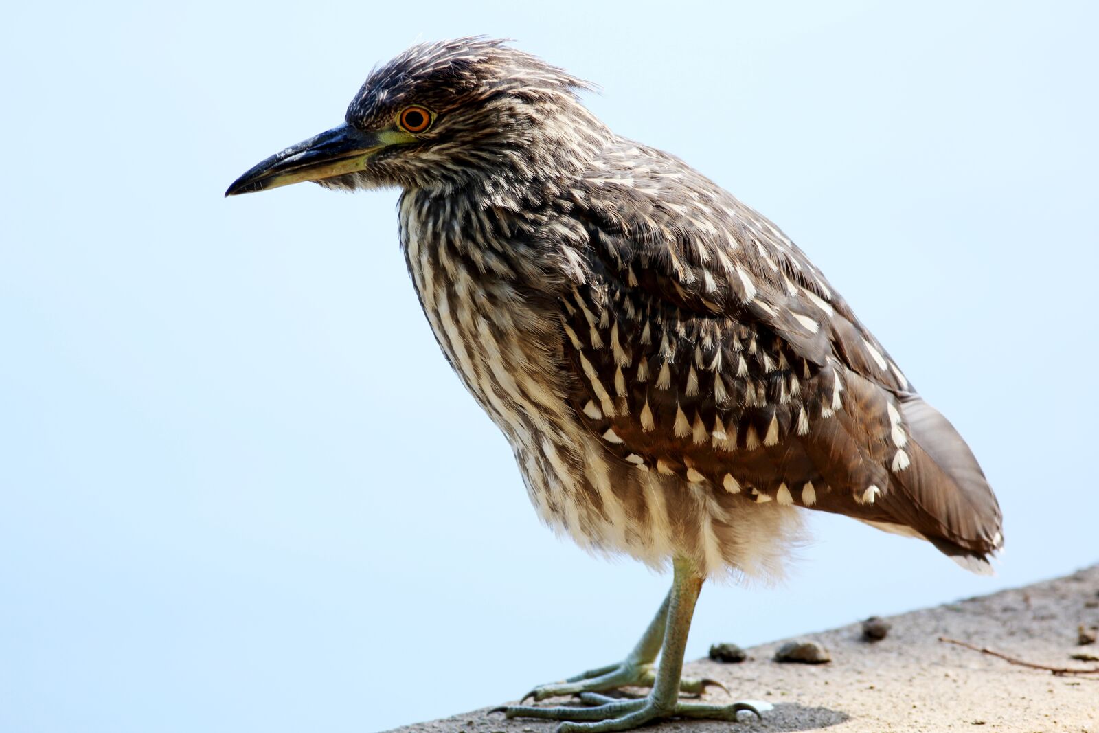 Canon EOS 5D Mark III sample photo. Bird, striated heron, lake photography