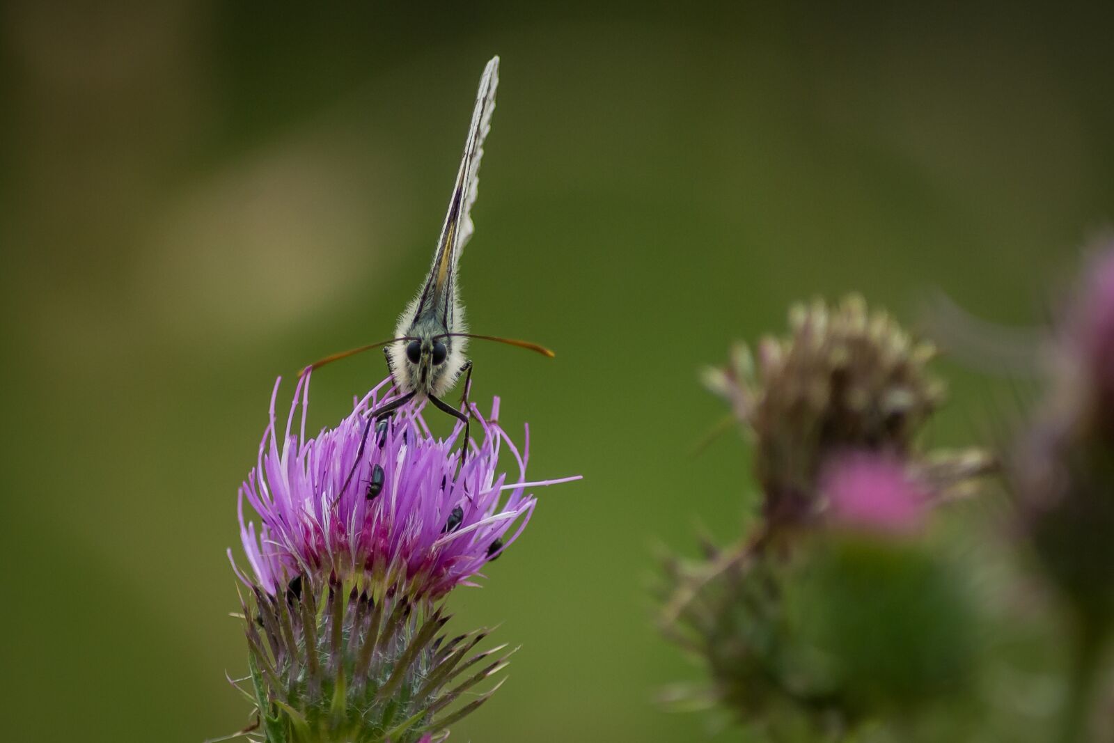Nikon D7200 sample photo. Butterfly, macro, thistle photography