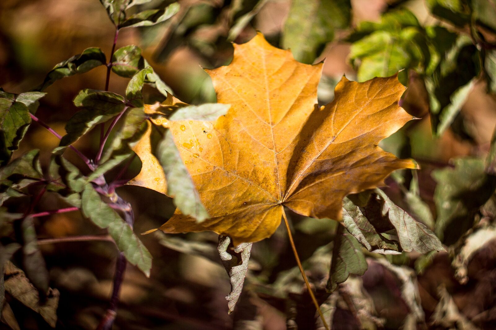 Canon EOS 550D (EOS Rebel T2i / EOS Kiss X4) sample photo. Leaves, maple, autumn photography