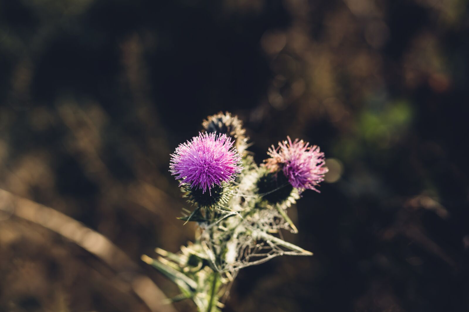 Canon EF 85mm F1.8 USM sample photo. Nature, background, barb photography