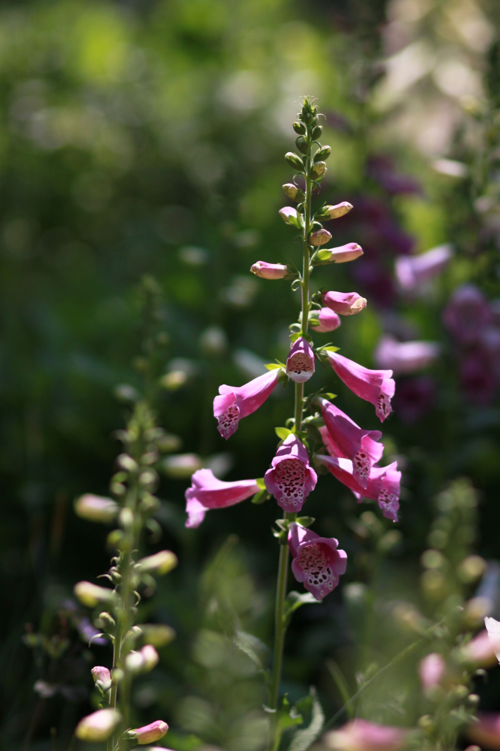 Canon EOS 500D (EOS Rebel T1i / EOS Kiss X3) sample photo. Nature, flowers, some people photography