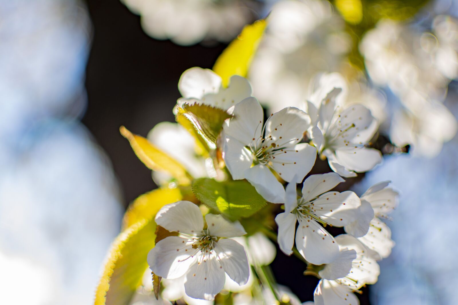 Nikon D5200 sample photo. Cherry, spring, tree photography