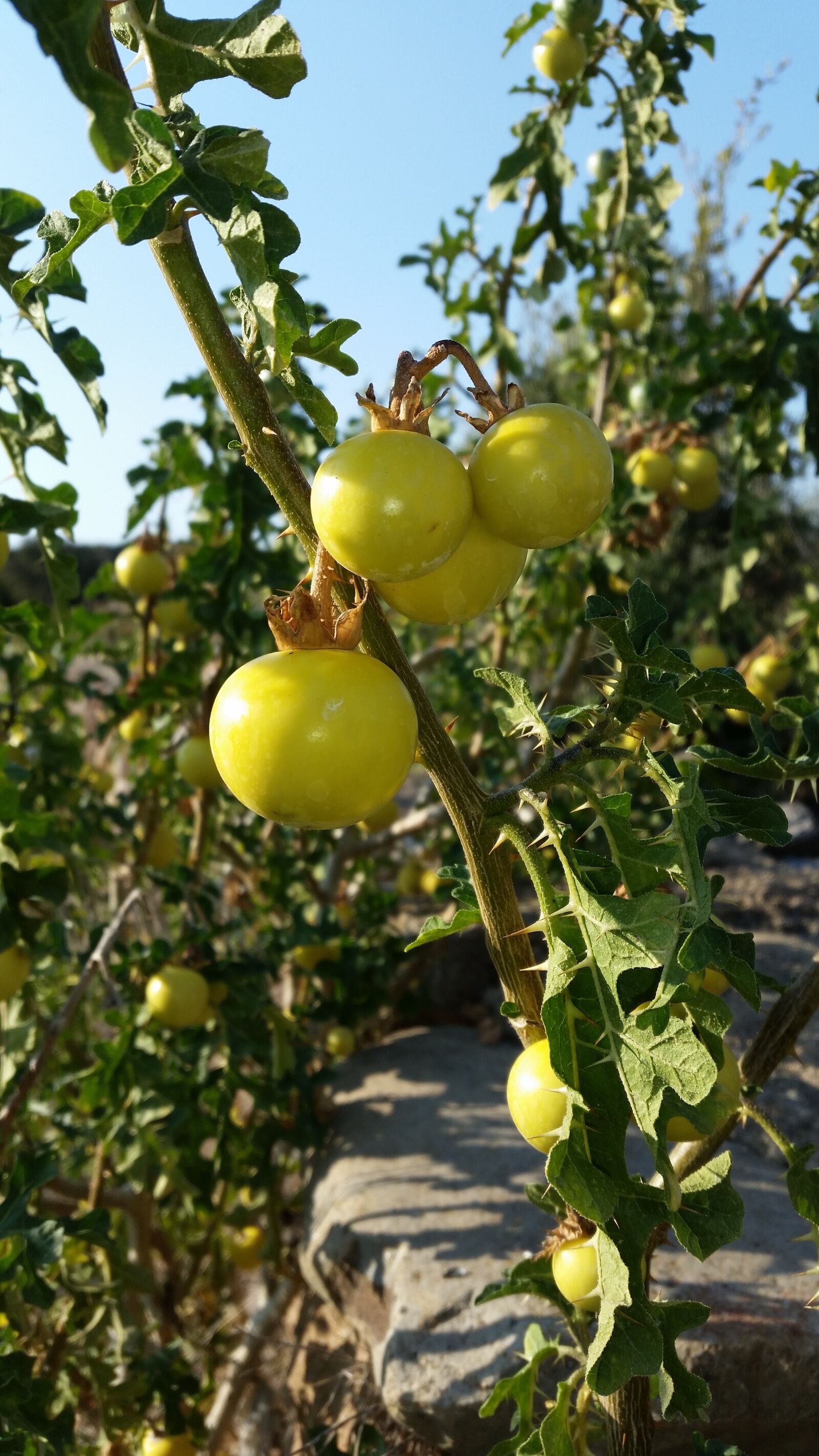 Samsung Galaxy S5 sample photo. Plant, fruit, agriculture photography