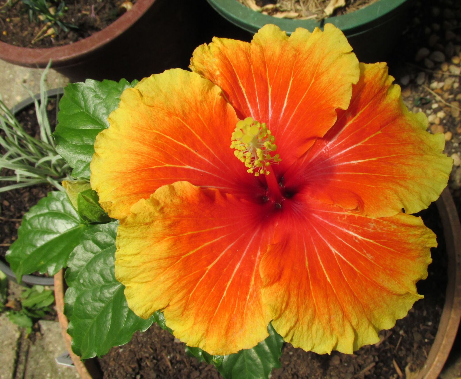 Canon PowerShot SX170 IS sample photo. Flower, hibiscus, summer photography
