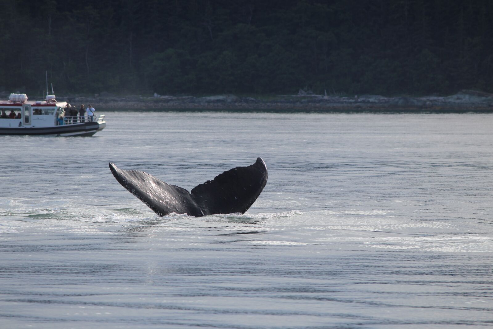 Canon EOS 600D (Rebel EOS T3i / EOS Kiss X5) sample photo. Alaska, whale, tail photography