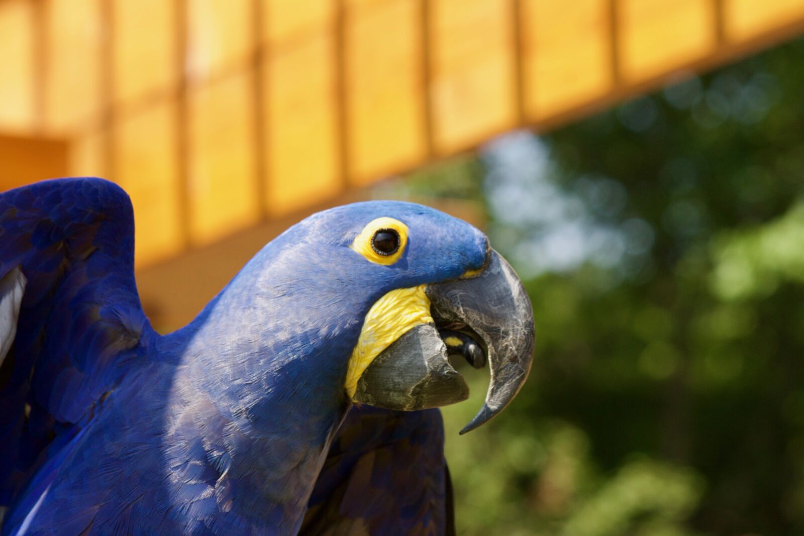 Canon EOS 1100D (EOS Rebel T3 / EOS Kiss X50) sample photo. Bird, parrot, exotic photography