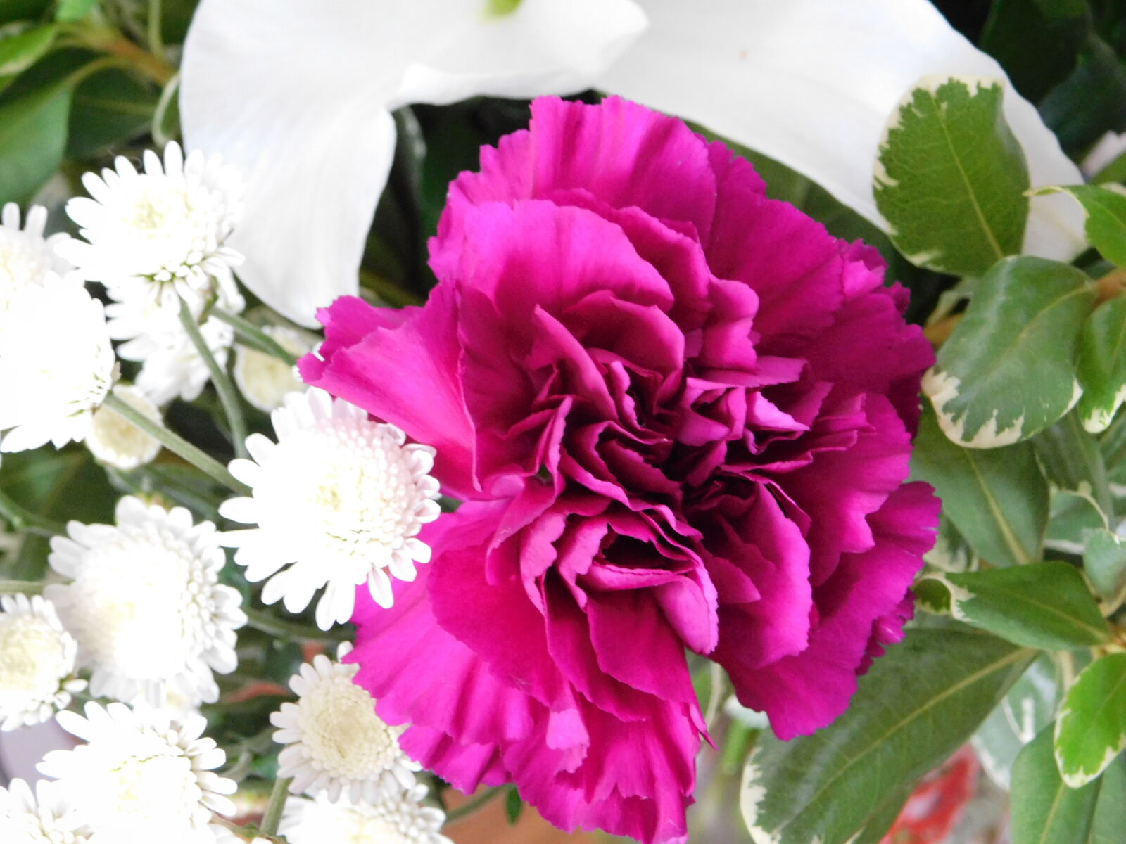 Nikon Coolpix B500 sample photo. Garden, flower photography