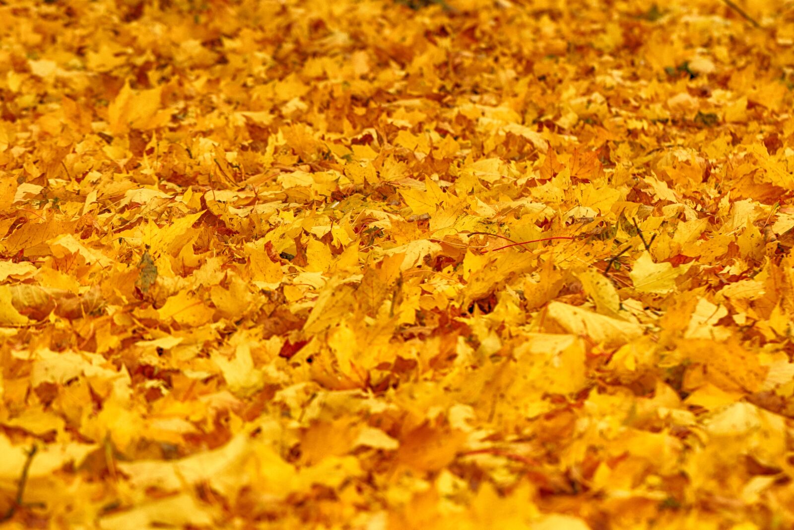 Canon EF 100mm F2.8L Macro IS USM sample photo. Leaves, nature, yellow photography