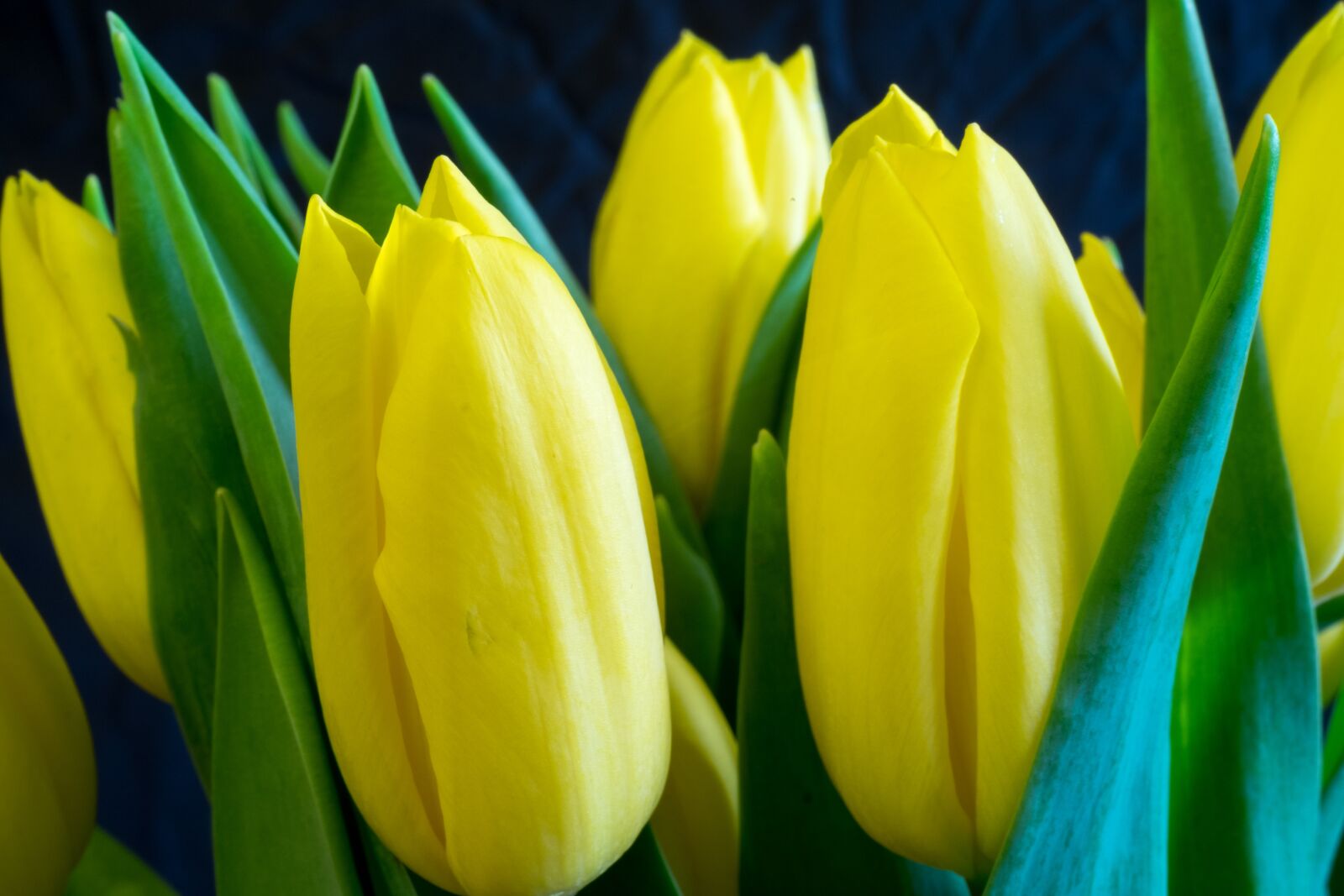 Fujifilm X-T10 sample photo. Tulip, easter, nature photography