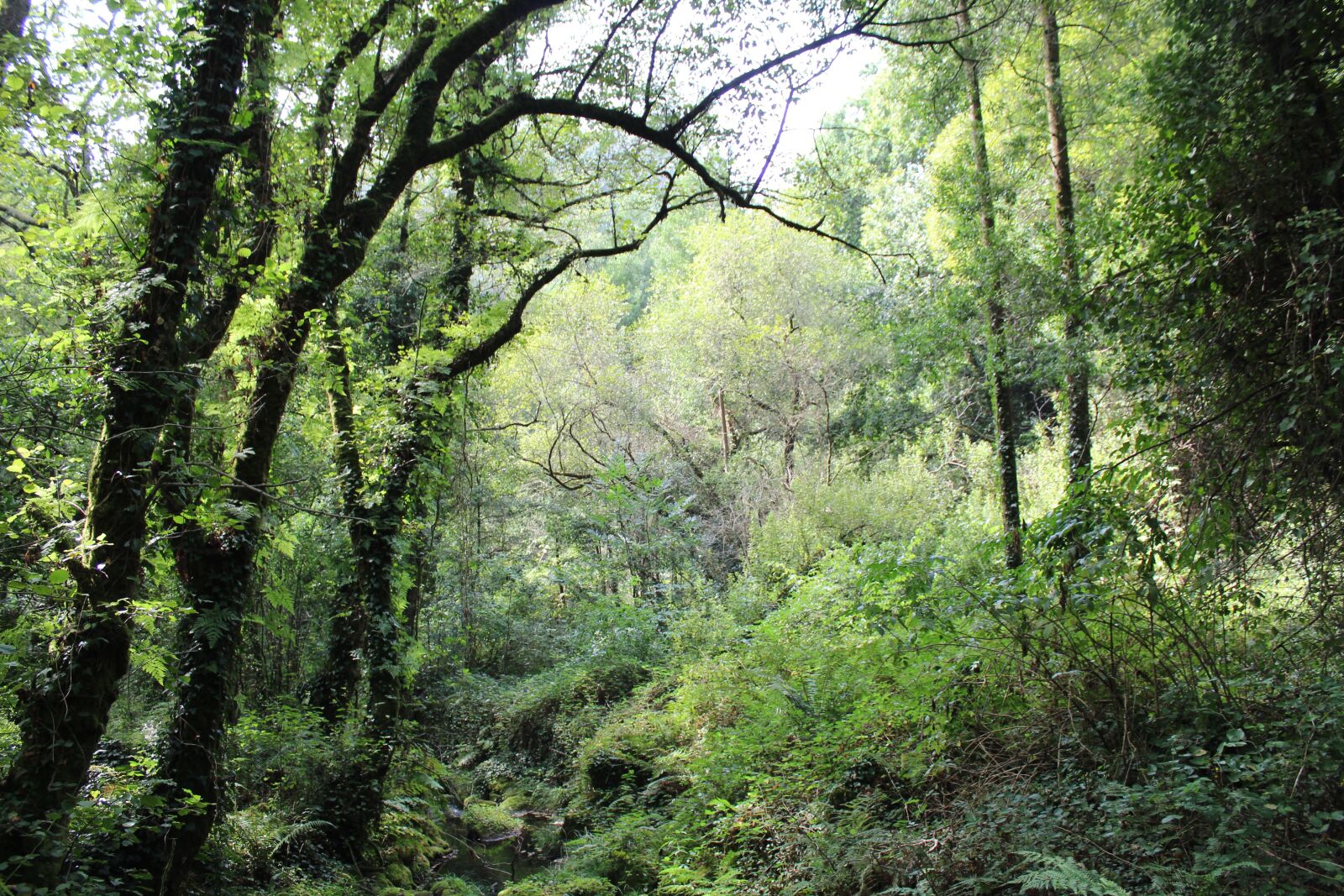 Canon EOS 1300D (EOS Rebel T6 / EOS Kiss X80) sample photo. Bosque, vigo, forest photography