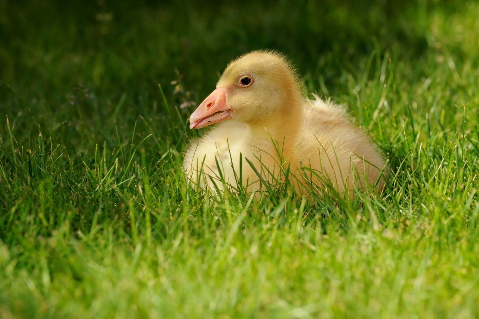 Nikon D300S sample photo. Goose, curls goose, chicks photography