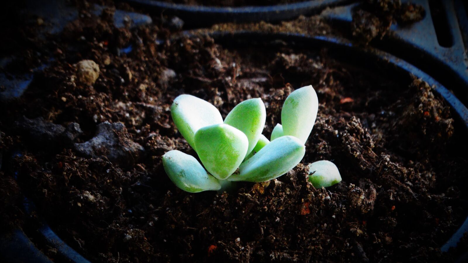 Sony Cyber-shot DSC-HX300 sample photo. Succulents, plant, young photography