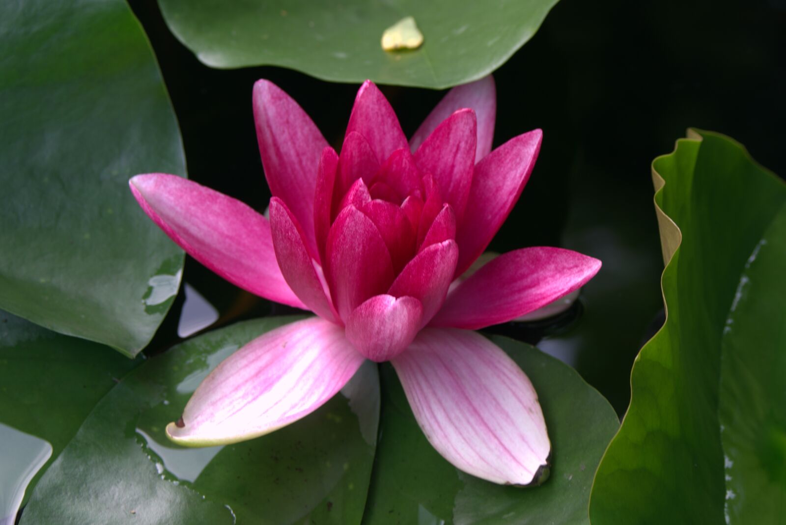 Pentax K-S2 sample photo. Water lily, pink, water photography