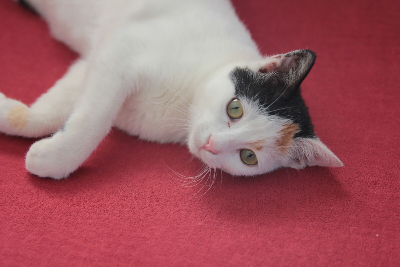 Canon EOS 550D (EOS Rebel T2i / EOS Kiss X4) sample photo. Cat, cats, beauty photography