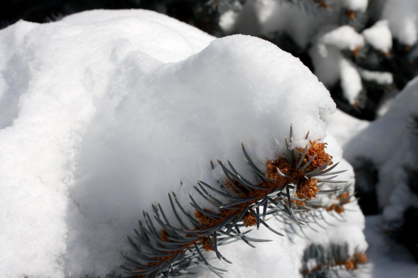 f/3.5-5.6 IS sample photo. Snow, pine tree, needles photography