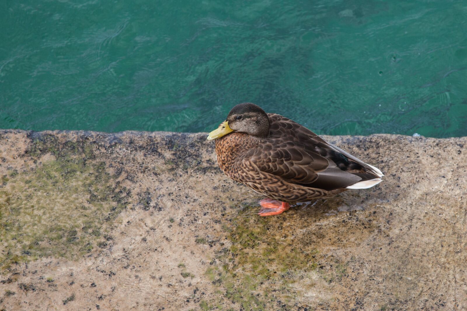 Canon EOS 5D Mark II sample photo. Duck, bird, water photography
