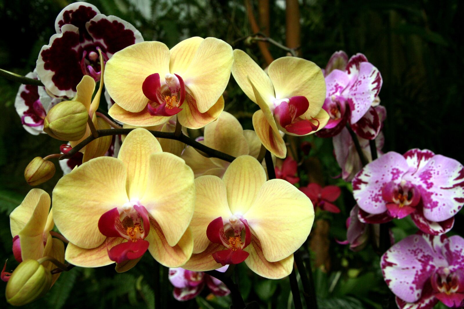 Canon EOS 350D (EOS Digital Rebel XT / EOS Kiss Digital N) sample photo. Orchids, yellow, garden photography