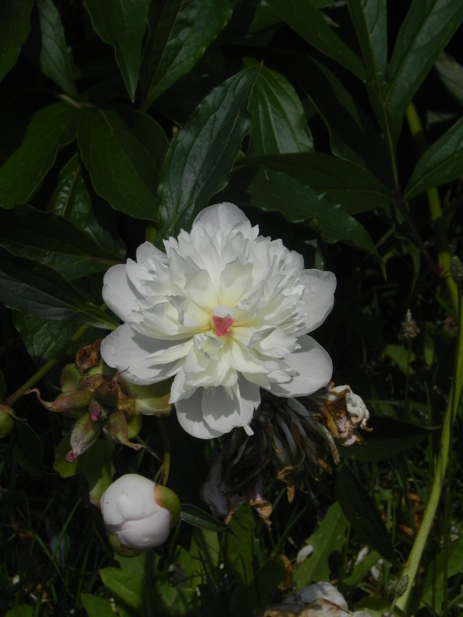 Nikon Coolpix P100 sample photo
